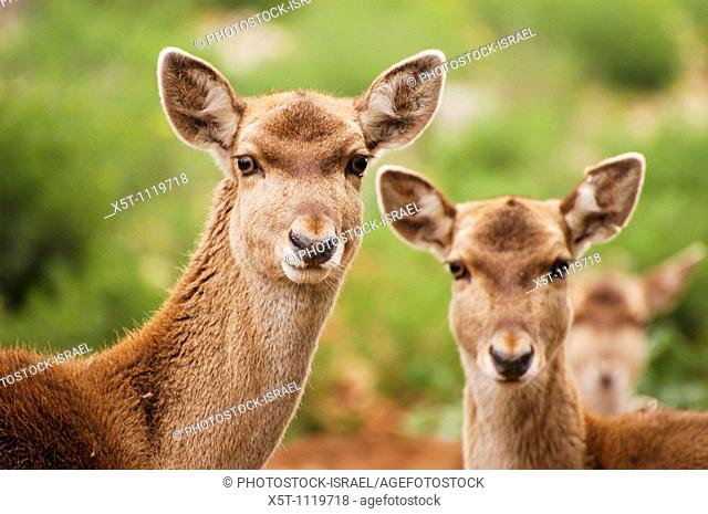 Israel, Carmel Mountains, Persian Fallow Deer Dama dama Mesopotamica