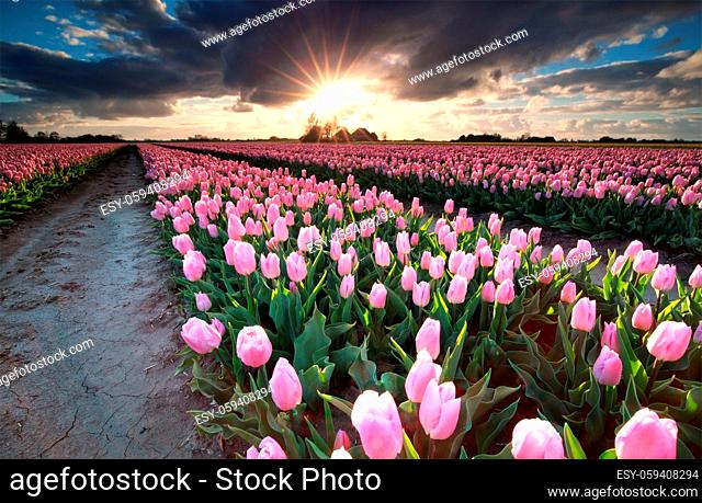 Sunshine over field with pink tulips, Holland