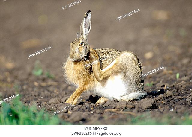 European hare, Brown hare (Lepus europaeus), sitting on an acre and grooming, Austria, Burgenland, Neusiedler See National Park