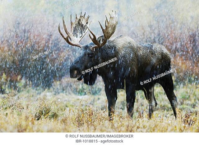 Moose (Alces alces), bull in snowstorm with aspen trees in fallcolors behind, Grand Teton National Park, Wyoming, USA