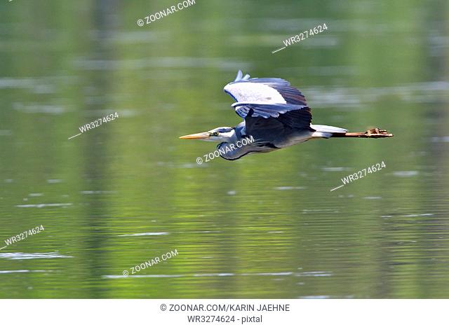 Grey heron fly over a lake. Fliegender Graureiher in der Morgensonne