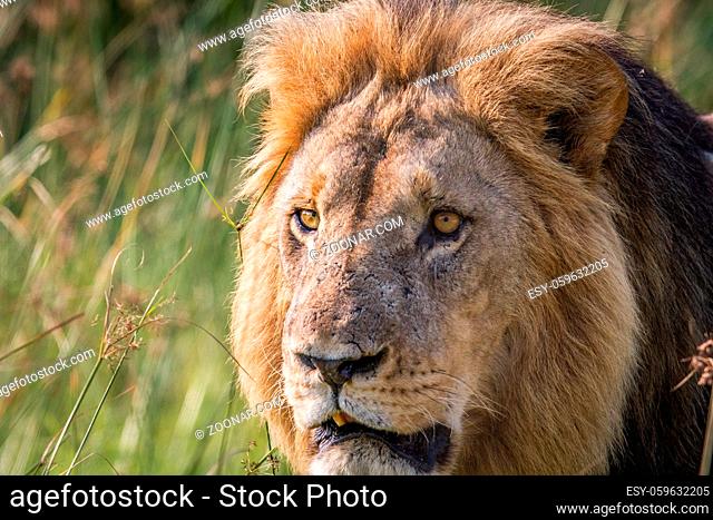 Side profile of a big male Lion in the Chobe National Park, Botswana