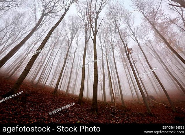 Foggy forest in the autumn, low angle view, tall bare trees