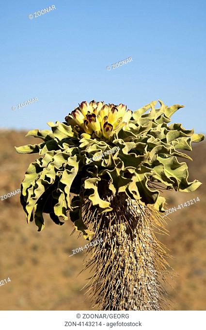 Blütenstand von Pachypodium namaquanum, Halfmen, Richtersveld Nationalpark, Südafrika / Inflorescence of Pachypodium namaquanum, Haldmen
