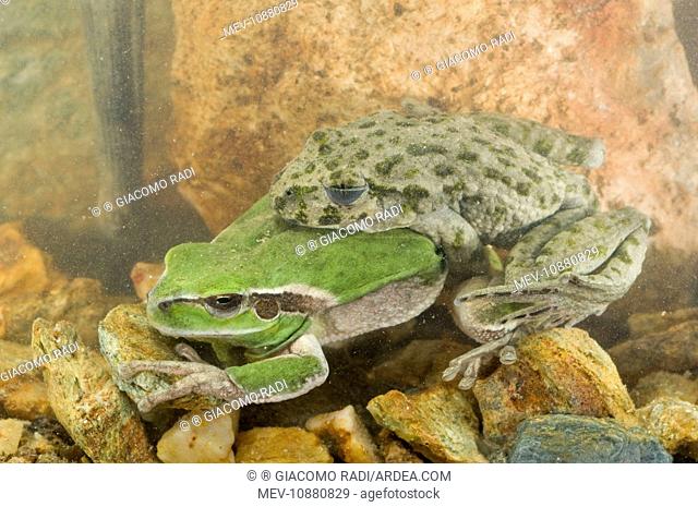 Parsley Frog and Stripeless Tree Frog (Hyla meridionalis) - mating (Pelodytes punctatus). Ligury - Italy