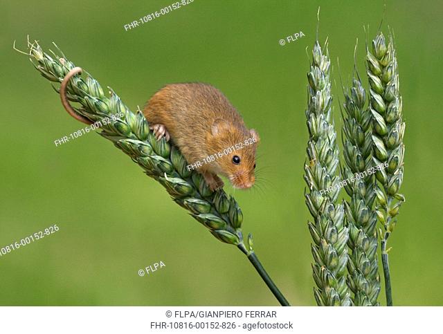 Harvest Mouse Micromys minutus adult, climbing on unripe wheat ear, Leicestershire, England, june controlled