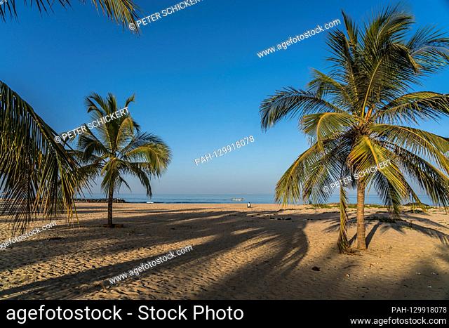 Kokospalmen am Strand von Cape Point, Bakau, Gambia, Westafrika | palm fringed Cape Point beach, Bakau, Gambia, West Africa, | usage worldwide