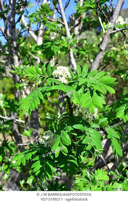 Service tree or sorb tree (Sorbus domestica) is a deciduous tree native to south Europe, north Africa, Caucasus and north Turkey