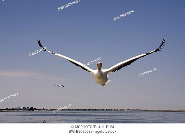 eastern white pelican (Pelecanus onocrotalus), flying, Namibia, Walvis Bay