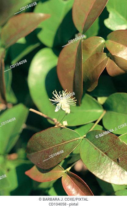 Surinam Cherry, Pitanga (Eugenia uniflora)