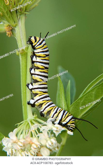 Monarch Butterfly caterpillar, Danaus plexippus, on milkweed, Asclepias sp., Warman, Saskatchewan, Canada