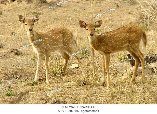 Chital / Spotted Deer - fawns (Axis axis)