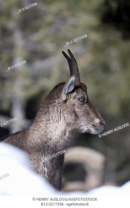 Alpine Ibex in winter (Capre ibex) France