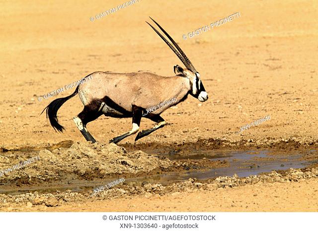 Gemsbok (Oryx gazella), running, Kgalagadi Transfrontier Park, Kalahari desert, South Africa