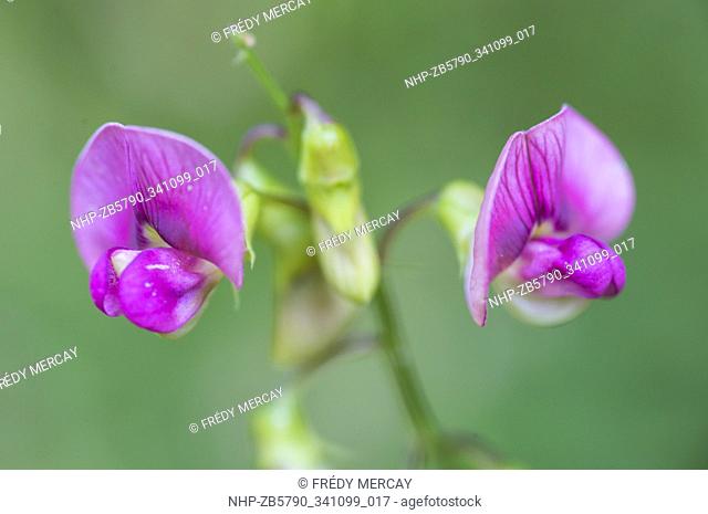 Flat pea or narrow-leaved everlasting-pea (Lathyrus sylvestris), Montheron, Switzerland. Native to parts of Africa, Europe, and Asia