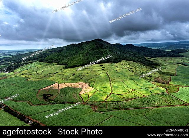 Mauritius, Grand Port District, Helicopter view of African sugar cane fields