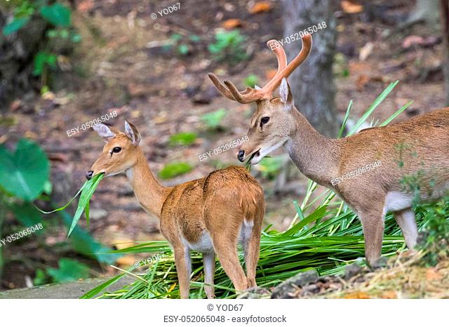 Image of a sambar deer munching grass in the forest