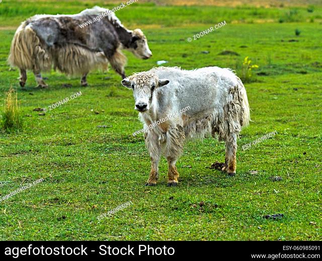 Mongolisches Yak Kalb grast auf der Weide, Mongolei / Mongolian yak calf grazing on a pasture, Mongolia