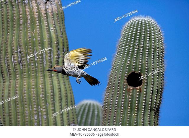 Gilded Flicker - flying from nest in Saguaro Cactus, male (Colaptes chrysoides)