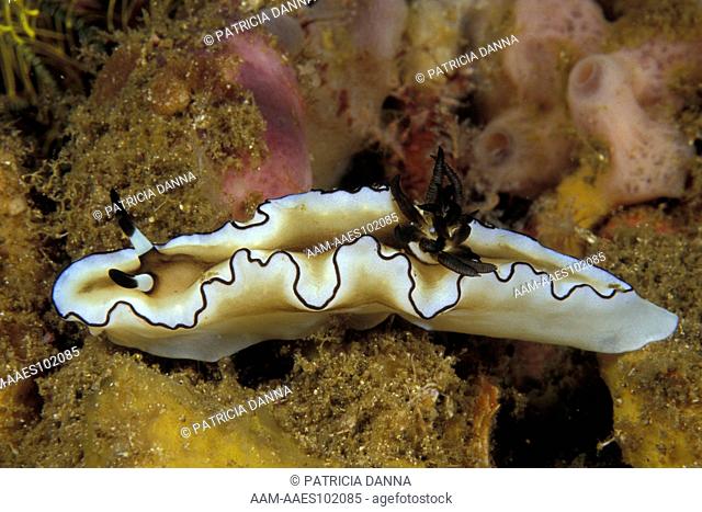 Black-margined Glossodorid Nudibranch (Glossodoris atromarginata) Lembeh Strait, Indonesia