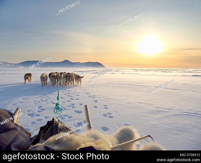 Inuit hunter on dog sled, wearing traditional trousers and boots made from polar bear fur on the sea ice of the Melville Bay near Kullorsuaq in North Greenland