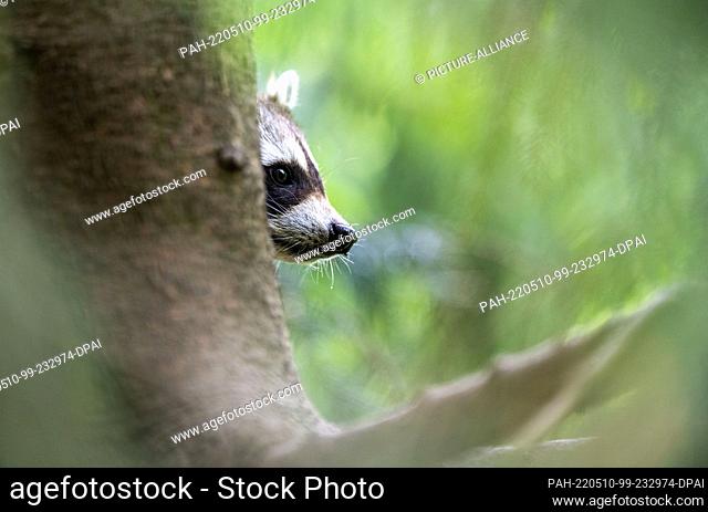 10 May 2022, Lower Saxony, Neuhaus Im Solling: A raccoon peeks out from behind a tree. Raccoons, released in the 1930s at Lake Edersee in northern Hesse