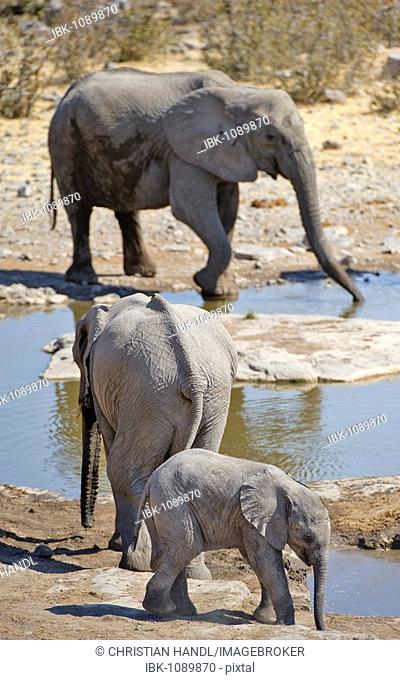 African Bush Elephants (Loxodonta africana), young cub in front, at the Moringa Waterhole in Halali, Etosha National Park, Namibia, Africa