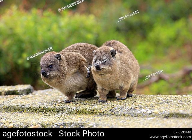 Rock Dassie (Procavia capensis), two youngs, Betty's Bay, Western Cape, South Africa, Africa
