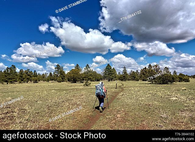 Hiking on the Mogollon Rim on the Arizona Trail, Flagstaff, Arizona, U. S. A
