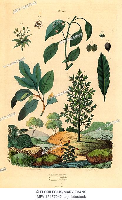 Bay laurel, Laurus nobilis 1, camphor tree, Cinnamomum camphora 2, and sassafras, Sassafras albidum 3. Laurier commun, Laurier camphrier, Laurier sassafras