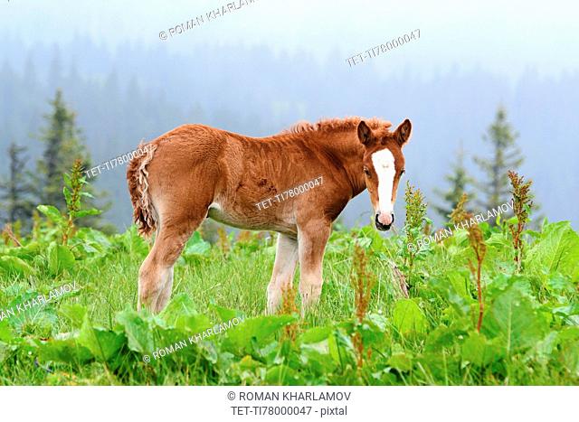 Ukraine, Ivano-Frankivsk region, Verkhovyna district, Carpathians, Chernohora, Young horse in mountain pasture