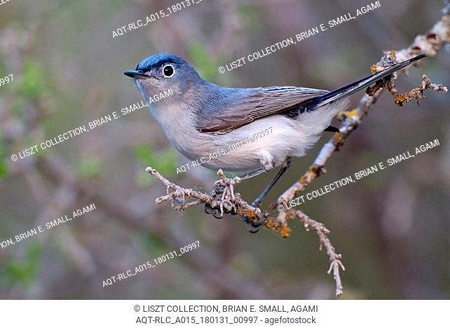Blue-gray Gnatcatcher, Polioptila caerulea, Blue-grey Gnatcatcher