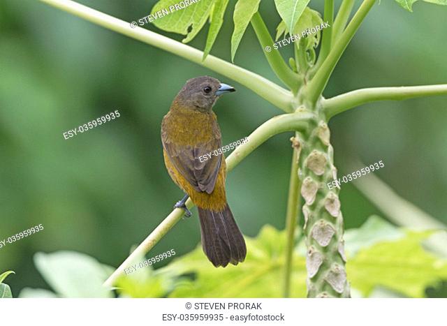 Female Passerini Tanager in a Tree near Arenal Volcano National Park in Costa Rica