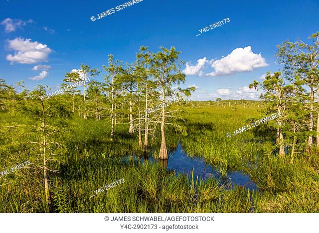 Dwarf Cypress trees in wet grasslands of Everglades National Park in South Florida