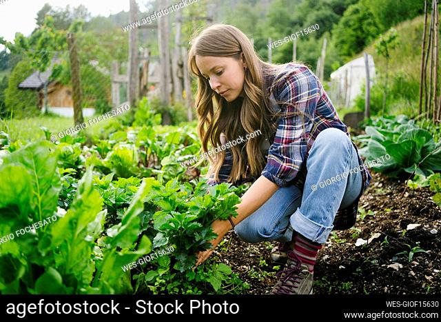 Young woman planting leaf vegetable in garden