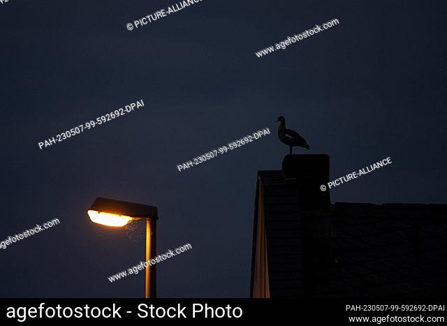07 May 2023, Hesse, Frankfurt/Main: A Egyptian goose sits on the chimney of a house in the early morning. Photo: Sebastian Gollnow/dpa