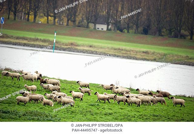 Sheep graze on a lawn at the riverside of the Rhine in Duesseldorf, Germany, 25 November 2013. Photo: Jan-Philipp Strobel/dpa | usage worldwide