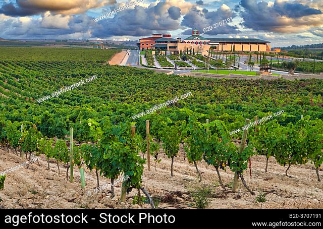 Vineyards. Museum of Viticulture, Dinastia Vivanco winery in Briones. La Rioja, Spain, Europe