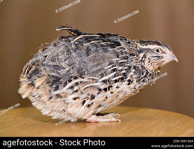 Young quail head is placed at table top