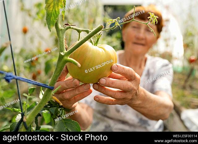 Senior woman touching unripe tomato in greenhouse