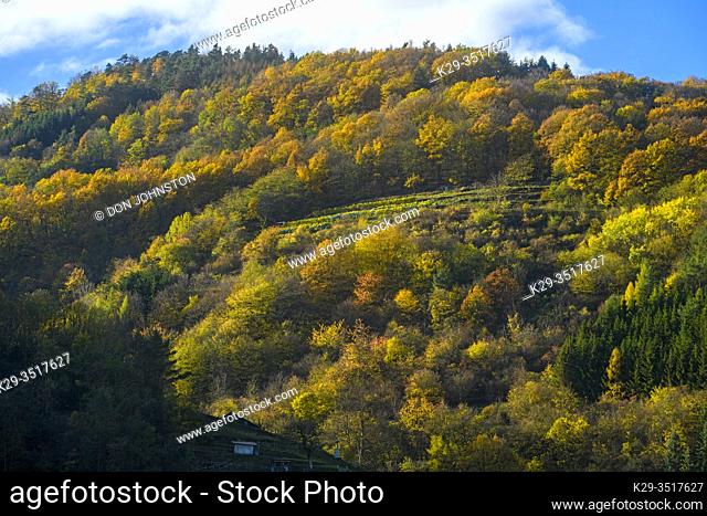 Autumn in the Wachau Valley-, Wachau Valley, near Willendorf, Lower Austria, Austria