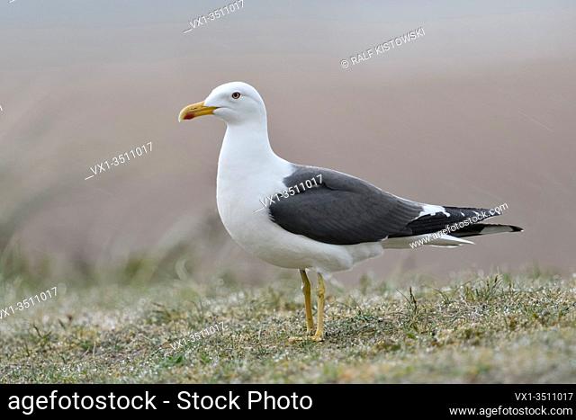 Lesser Black-backed Gull / Heringsmoewe ( Larus fuscus ) standing on top of a dune, typical seagull, wildlife, Europe