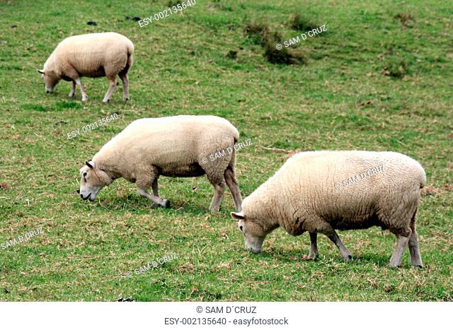 White Sheep - One Tree Hill - Aukland, New Zealand