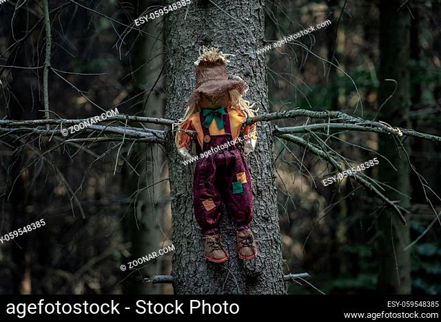 Shabby doll, stuffed with hay, a scarecrow, sitting between two branches of a tree without leaves, in a dark forest. Halloween context
