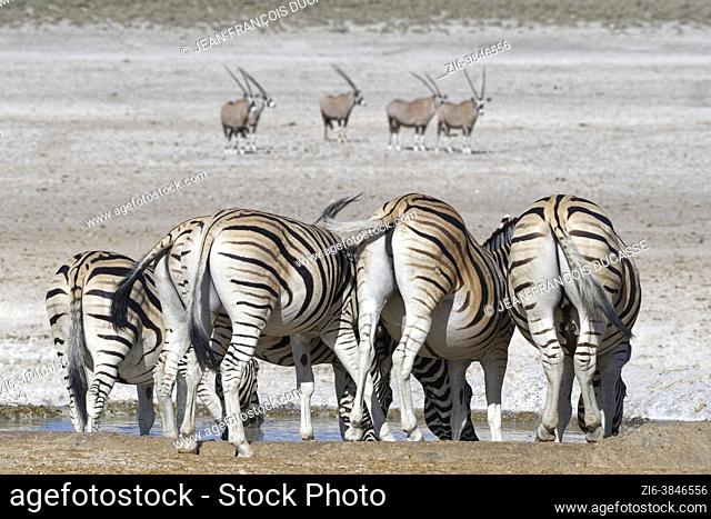 Burchell's zebras (Equus quagga burchellii), adults, drinking at the waterhole, gemsboks (Oryx gazella) standing far behind, Etosha National Park, Namibia