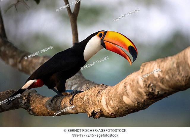 Toco toucan (Ramphastos toco), Pantanal, Brazil