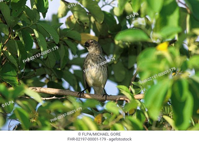Vegetarian Finch Platyspiza crassirostris Perched on branch / Galapagos endemic
