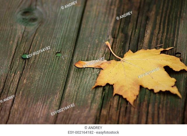 Maple autumn sheet on old boards