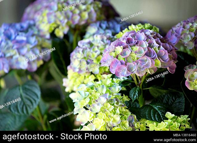 Flowers of different colors, Hydrangea macrophylla