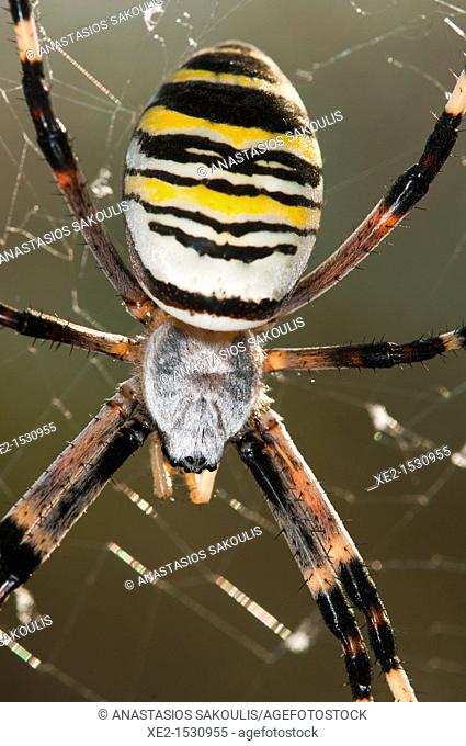 Argiope bruennichi, or the wasp spider, Crete
